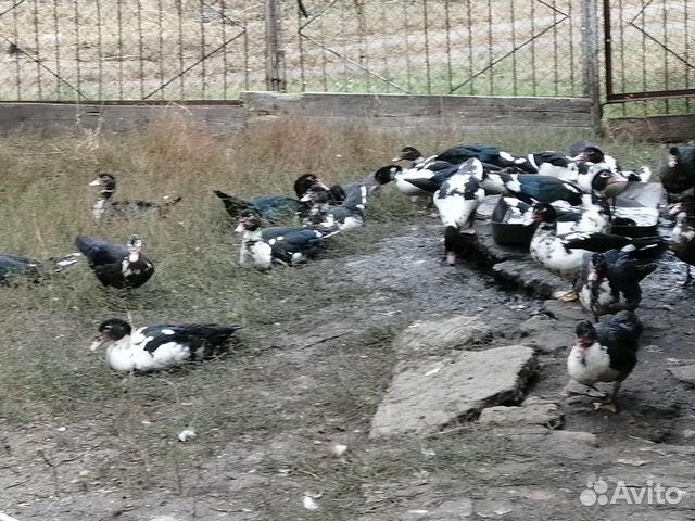 Мускусные утки (индоутки) купить на Зозу.ру - фотография № 4
