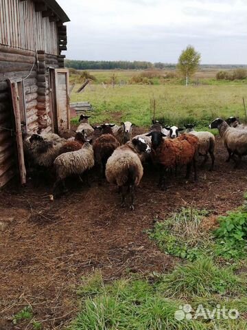 Овцематки, ягнята, дойные козы купить на Зозу.ру - фотография № 3