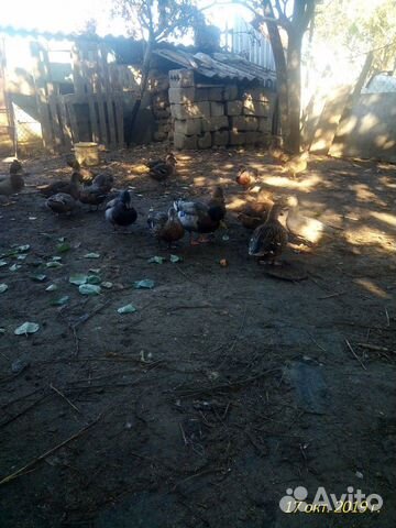 Подсадные (манковые) утки крякухи купить на Зозу.ру - фотография № 4
