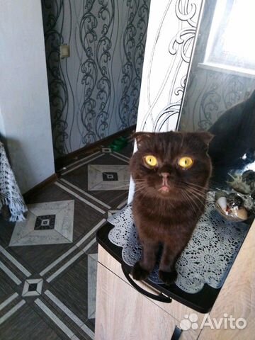 Кот на вязку купить на Зозу.ру - фотография № 2