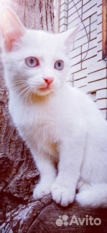 Белые котята с голубыми глазами 5 месяца купить на Зозу.ру - фотография № 2