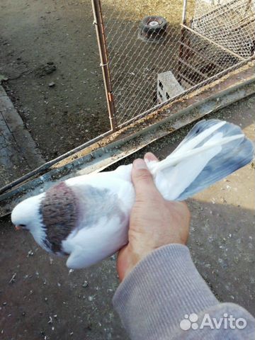 Серпасто-выворотные голуби, бойные, почтари купить на Зозу.ру - фотография № 4