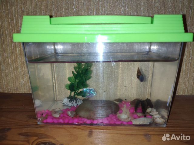 Террариум, аквариум Террариум, аквариум