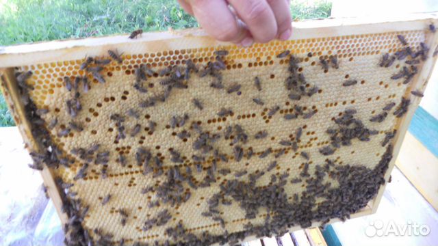 Купить Пчелопакеты Или Пчелосемьи В Воронежской Области