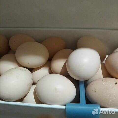 Яйцо инкубационое купить на Зозу.ру - фотография № 1