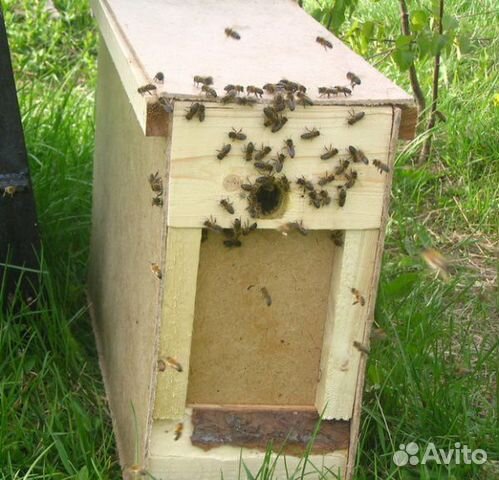 Продам пчел, пчелопакеты купить на Зозу.ру - фотография № 1