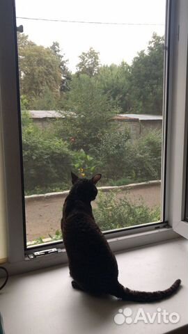 Кошечка Корниш рекс ищет партнера