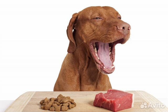 Натуральное питание-здоровье вашей собаки купить на Зозу.ру - фотография № 4