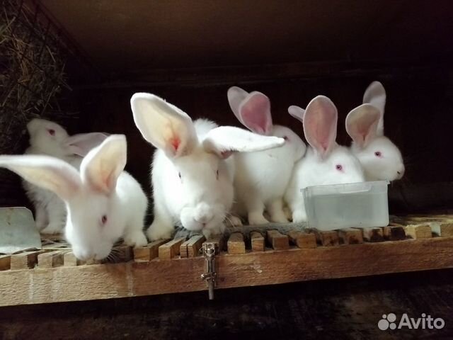 Кролики- великаны купить на Зозу.ру - фотография № 4