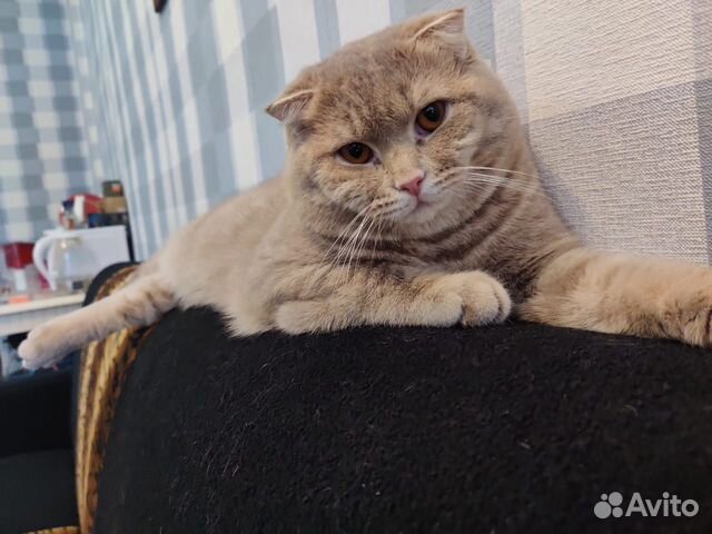 Вязка с шотландским котом
