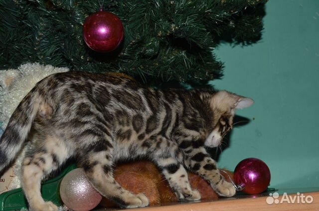 Новогодний котик под Вашу елочку купить на Зозу.ру - фотография № 4