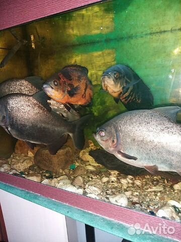 Продам аквариум с рыбами купить на Зозу.ру - фотография № 2