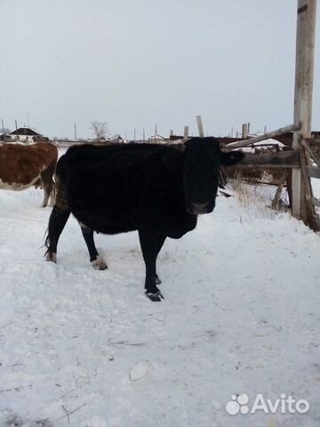 Продаются стельные коровы купить на Зозу.ру - фотография № 2