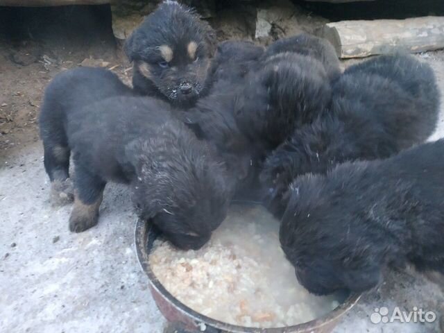 Продам щенков бурят монгольских волкодавов(банхаар купить на Зозу.ру - фотография № 1