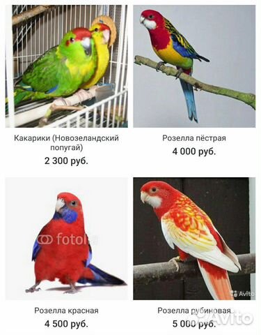Продажа декоративной птицы купить на Зозу.ру - фотография № 4