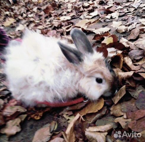 Карликовые кролики купить на Зозу.ру - фотография № 4