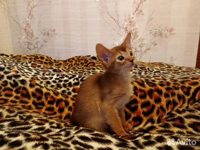 Ласковый Абиссинский котенок. Очень красивый купить на Зозу.ру - фотография № 2