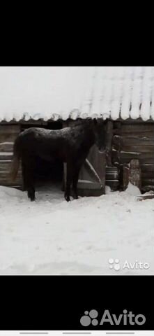 Продаётся лошадь (кобыла) чёрного цвета,необученна купить на Зозу.ру - фотография № 1