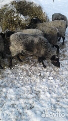 Романовская порода овец купить на Зозу.ру - фотография № 5