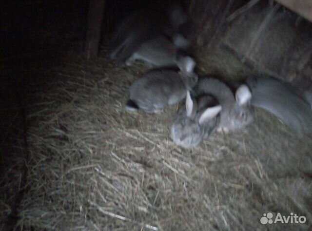 Купить Кроликов В Курганской Области