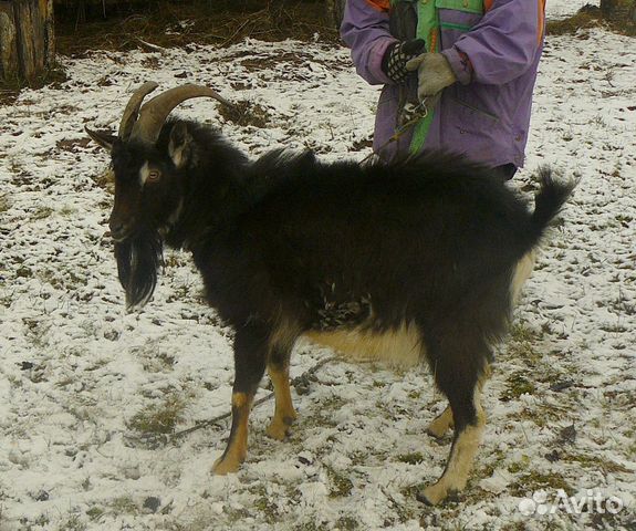 Две сукозные козы купить на Зозу.ру - фотография № 8