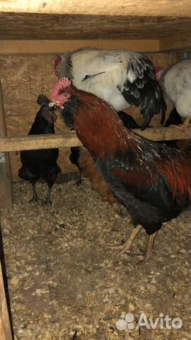 Цыплята, инкубационное яйцо, индюшата, петухи,куры купить на Зозу.ру - фотография № 9