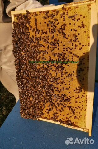 Пчелопакеты: Карпатка, Карника, Бакфаст купить на Зозу.ру - фотография № 3