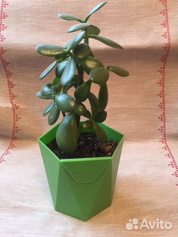 Толстянка- денежное дерево