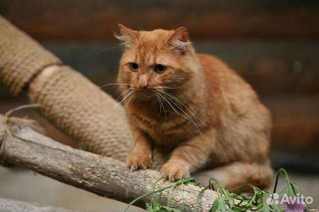 Рыжий котик ищет дом купить на Зозу.ру - фотография № 3