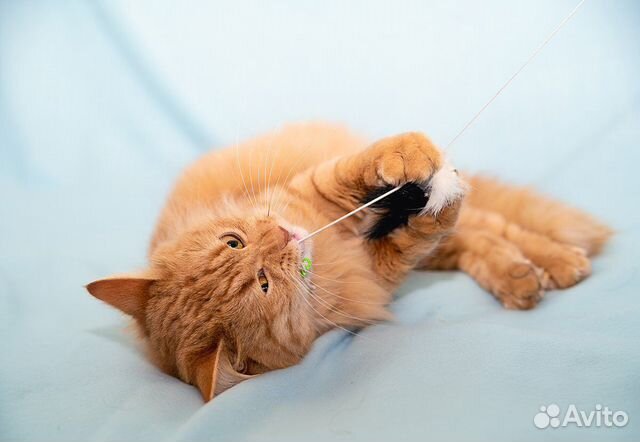 Шикарный рыжий котик в добрые руки купить на Зозу.ру - фотография № 6
