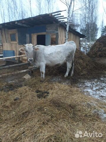 Продам коров стальные 7-8месяцев купить на Зозу.ру - фотография № 1
