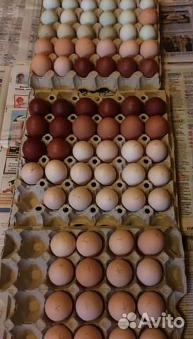 Инкубационные яйца различных пород купить на Зозу.ру - фотография № 1