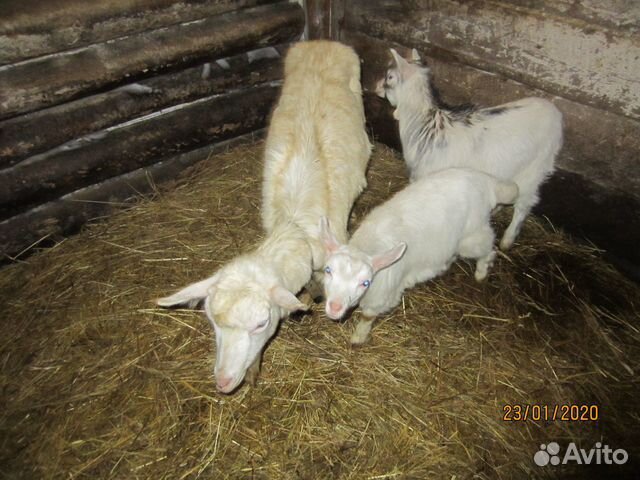 Зааненская коза с козлятами купить на Зозу.ру - фотография № 2
