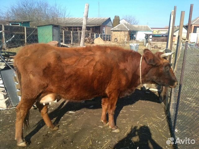 Корова и теленок (бычок) купить на Зозу.ру - фотография № 5