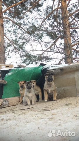 Щенки от крупной сторожевой собаки купить на Зозу.ру - фотография № 3