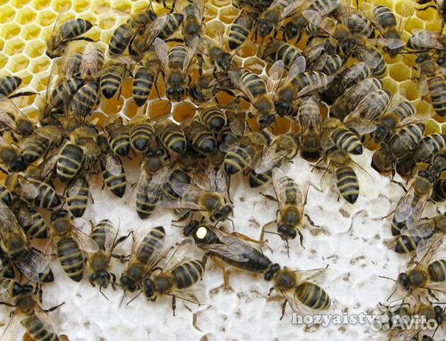 Пчелосемьи (карпатской породы) купить на Зозу.ру - фотография № 1