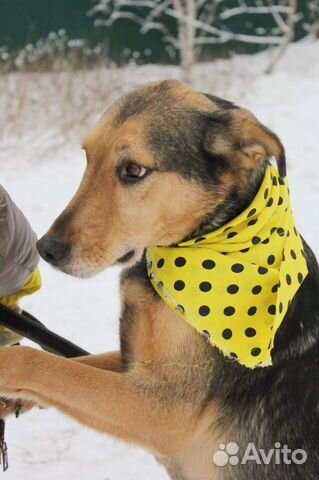 Красивый пес в добрые руки купить на Зозу.ру - фотография № 8