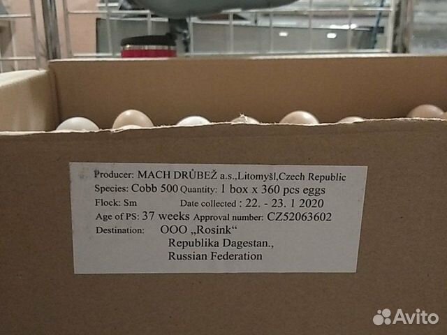 Инкубационное яйцо бройлер cobb 500 чехия купить на Зозу.ру - фотография № 3