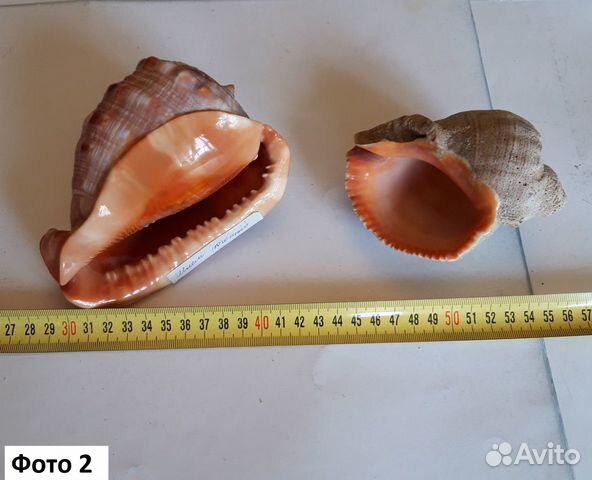 Раковины морские Раковины морские