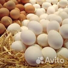 Инкубационное яйцо породистые кур и перепелов купить на Зозу.ру - фотография № 2