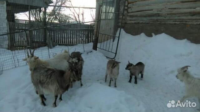 Коричневые козы с маленькими козлятами купить на Зозу.ру - фотография № 1