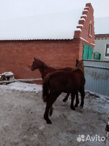 Жеребята лошади купить на Зозу.ру - фотография № 5