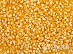 Пшеница оптом купить на Зозу.ру - фотография № 2