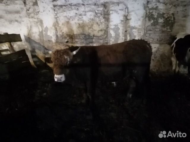 Продаю быков купить на Зозу.ру - фотография № 6