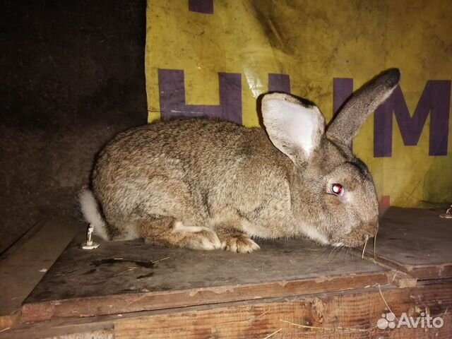 Кролики порода фландр купить на Зозу.ру - фотография № 1