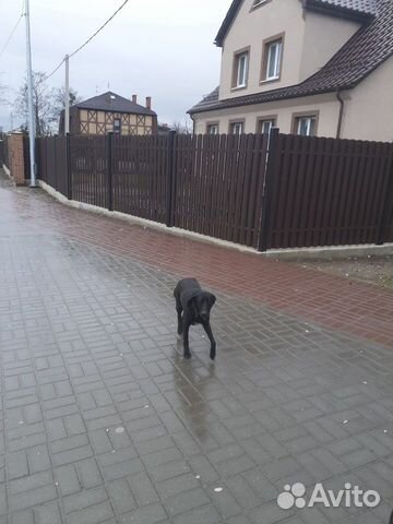 Найден пес купить на Зозу.ру - фотография № 1