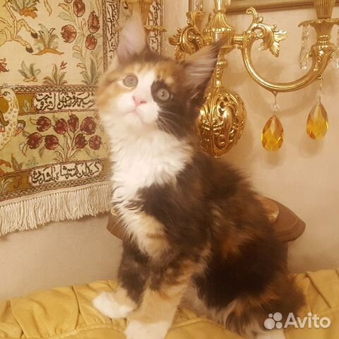 Мейн-кун Мейн-кун