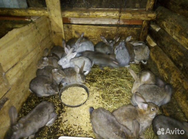 Кролики 3 месяца купить на Зозу.ру - фотография № 5