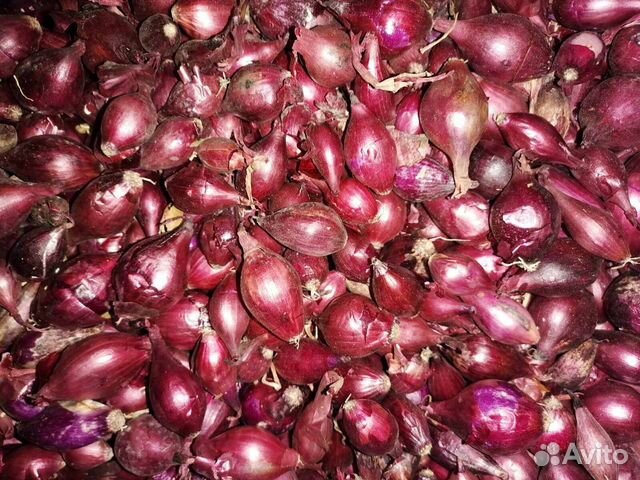 Лук-севок Лук-севок