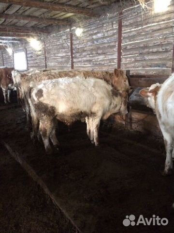 Корова бычки телки купить на Зозу.ру - фотография № 2